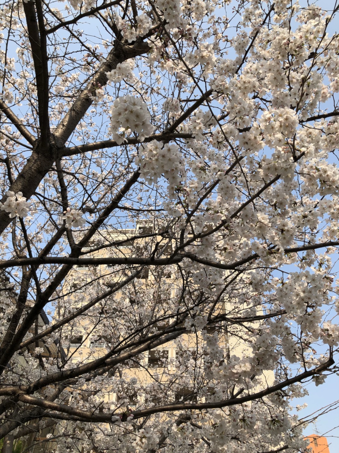 ライブチャットと桜