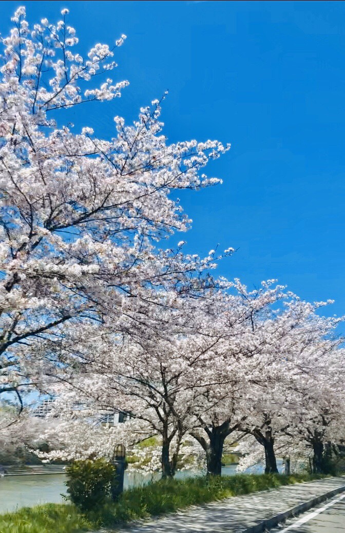 桜❀