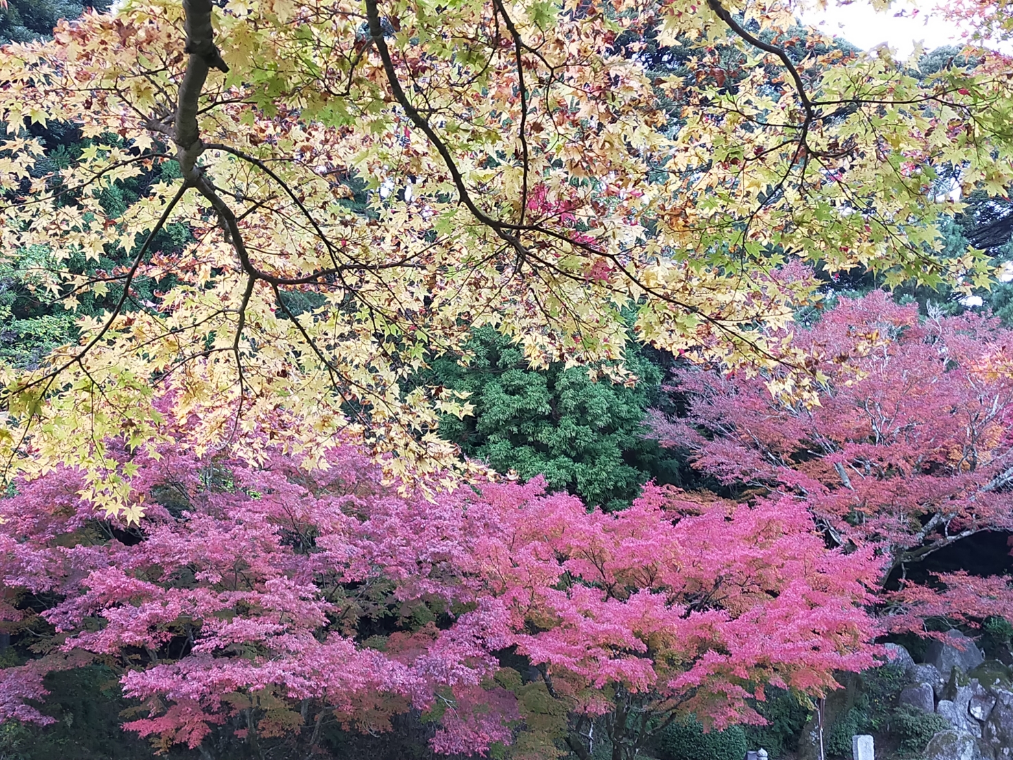 久しぶりの紅葉狩り🍁