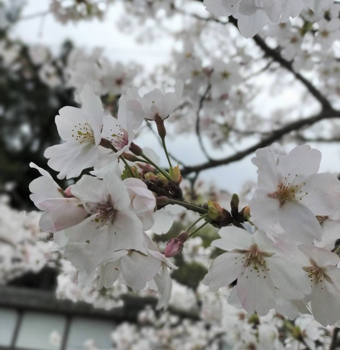 大山桜🌸