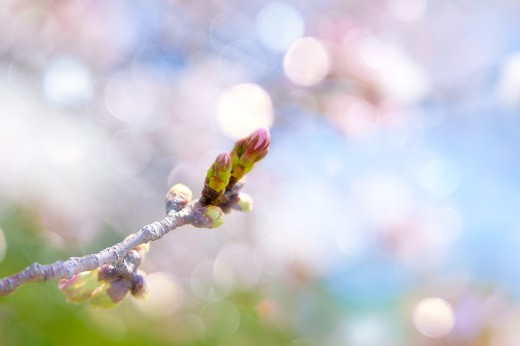 🌸開花間近🌸