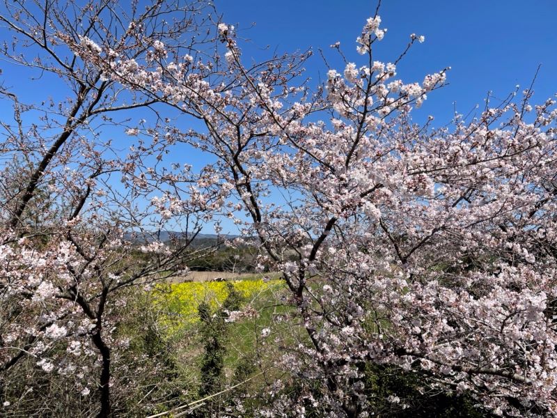 3月、お疲れ様でした🌸