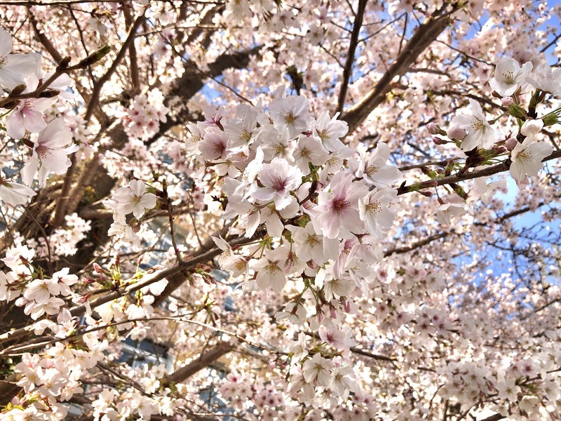 春はお客様増加の季節です🤗🌸