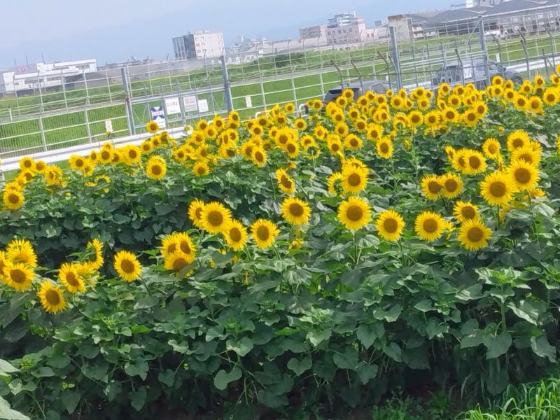 梅雨明けはまだかなぁ☔