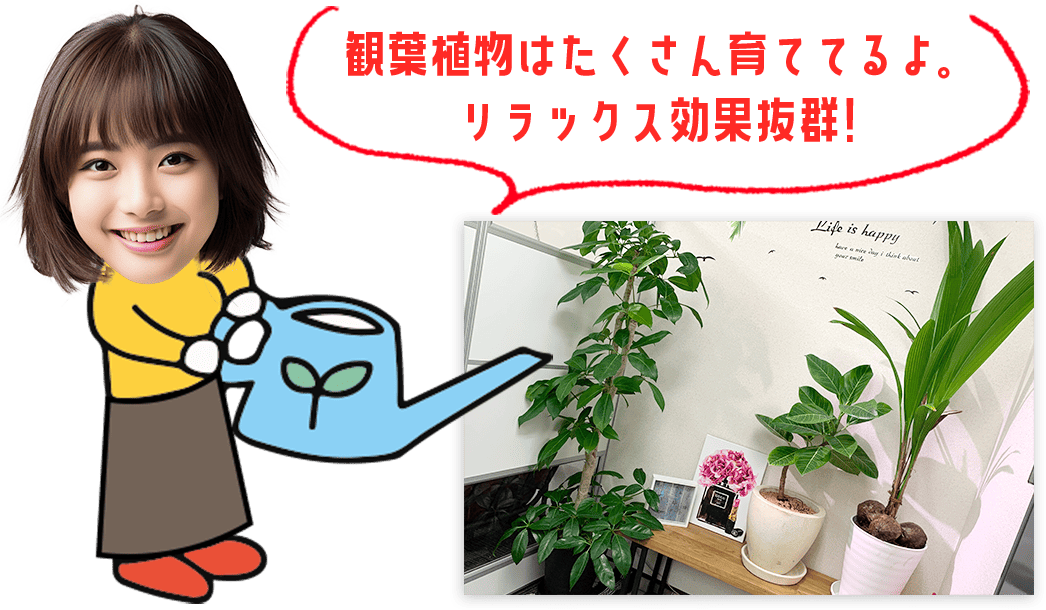 観葉植物はたくさん育ててるよ。リラックス効果抜群!