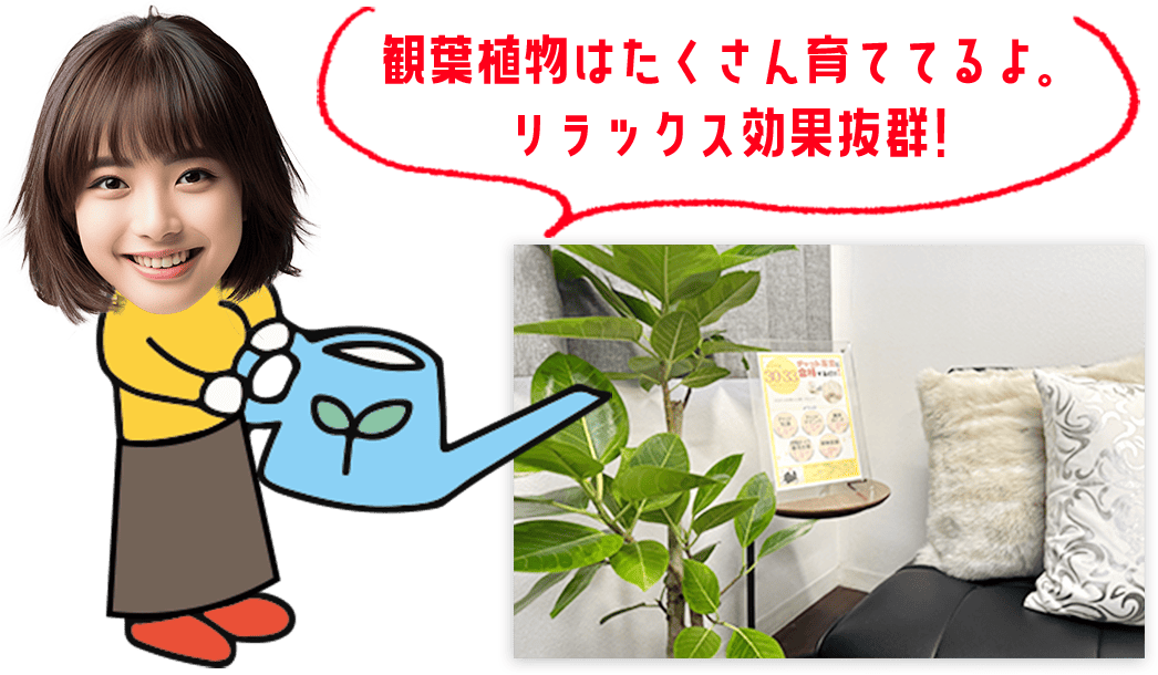 観葉植物はたくさん育ててるよ。リラックス効果抜群!