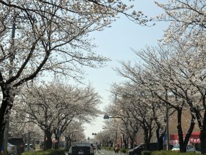 新年度からチャットレディのお仕事を始めませんか？