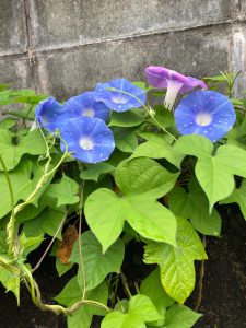 チャットレディの会話術②