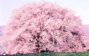 平成最後の月にチャットレディを初めませんか！