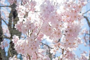 GWが終わりましたが・・・♪