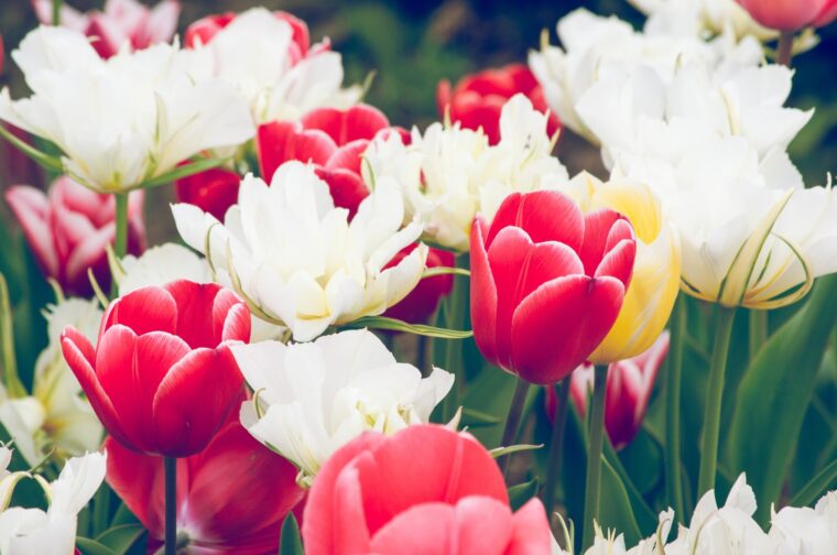 アリスが誇る3つのメリット！