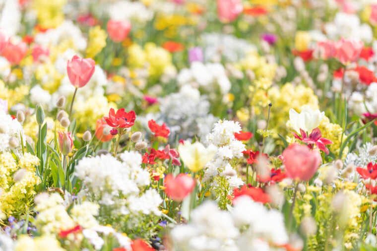 今月は金欠！そんな時こそチャットレディ！