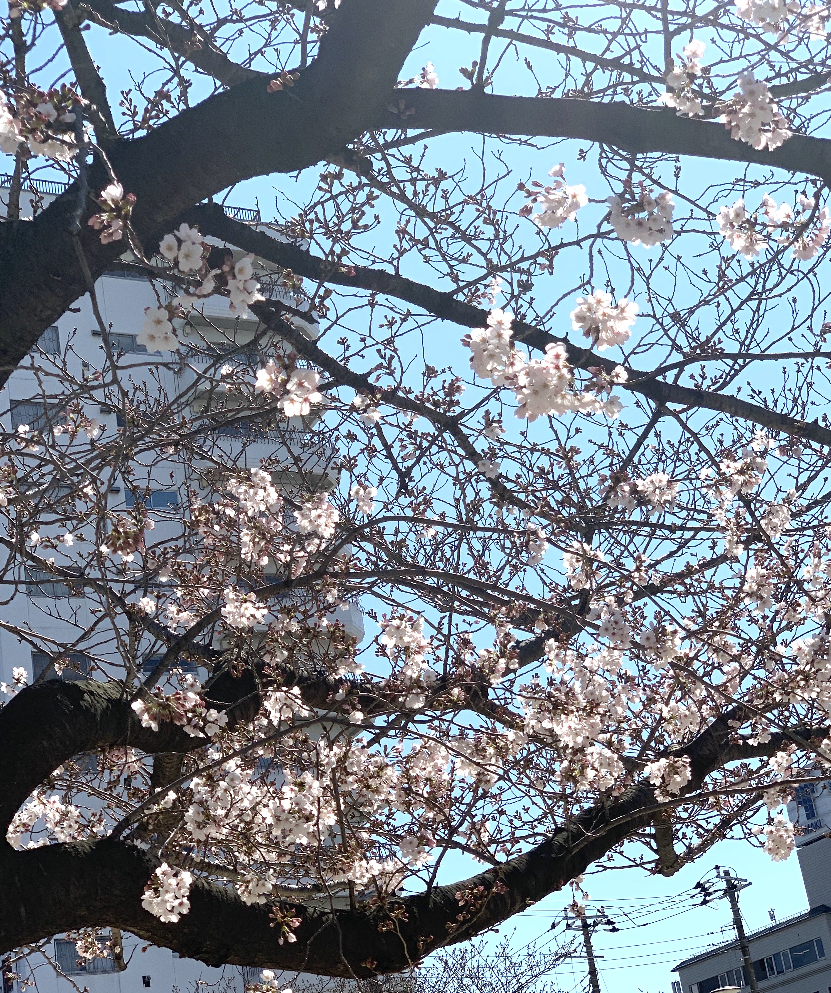 桜🌸開花しましたね！