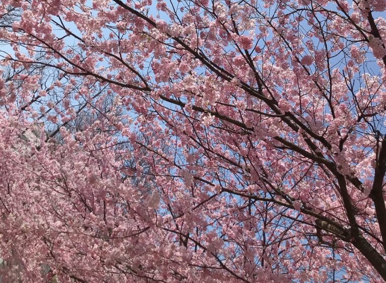 アリスは元気に営業中★