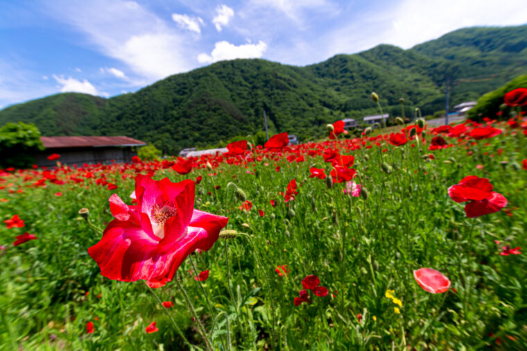 チャットレディは不景気がない！？
