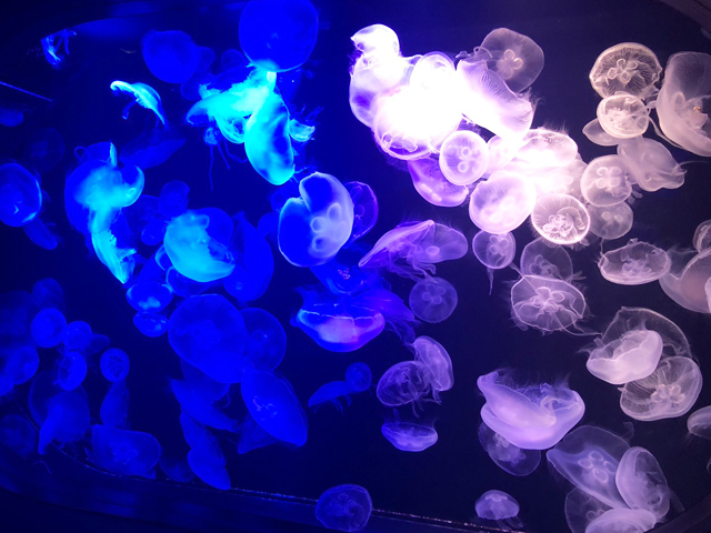 お盆とクラゲとチャット