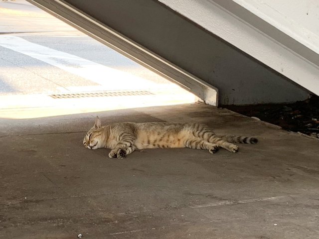 都会のオアシス