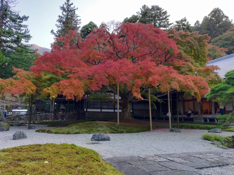 久しぶりの紅葉狩り🍁
