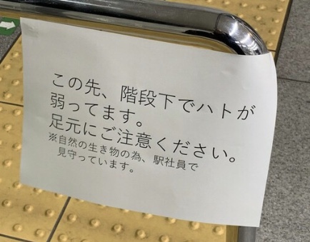 ほっこりニュース(⑅﻿ˊᵕˋ⑅﻿)