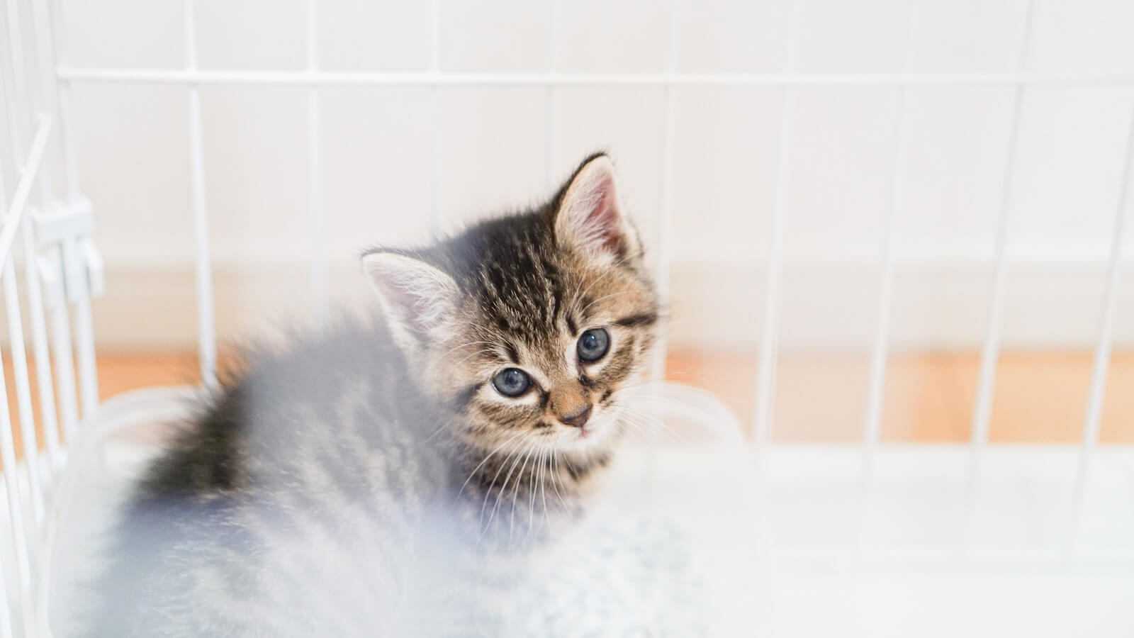 チャットレディは女優♡