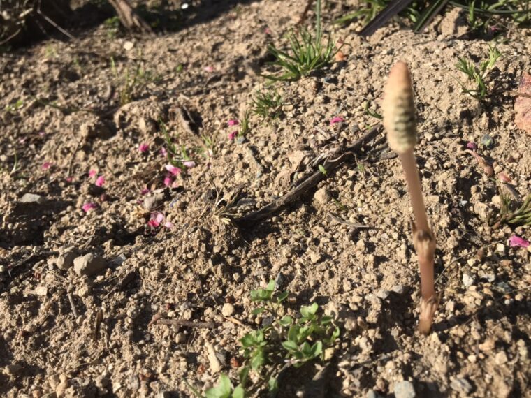 この春、チャットレディデビューしてみませんか🙆🌸