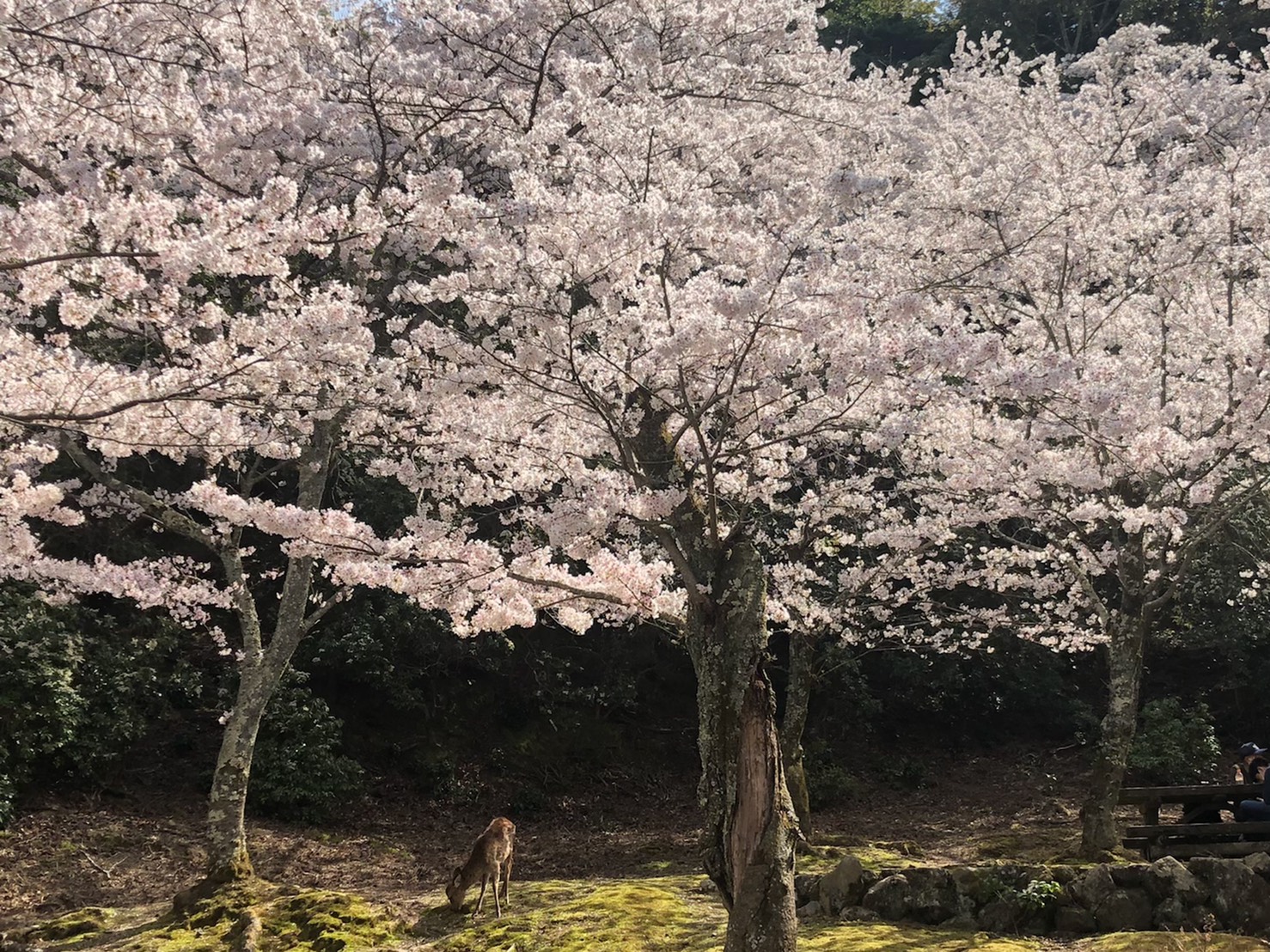 チャットで奨学金全額返済しちゃいませんか？
