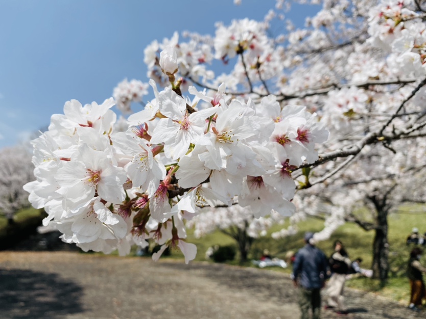 桜を見てきました(≧▽≦)