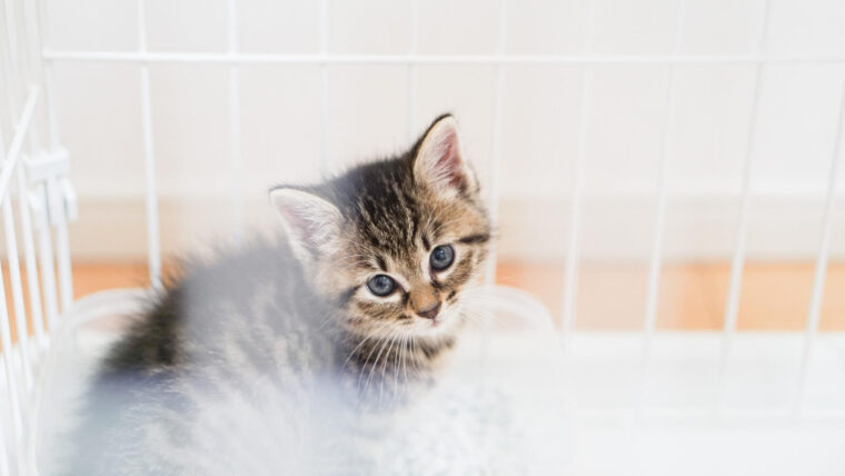 チャットレディは女優♡