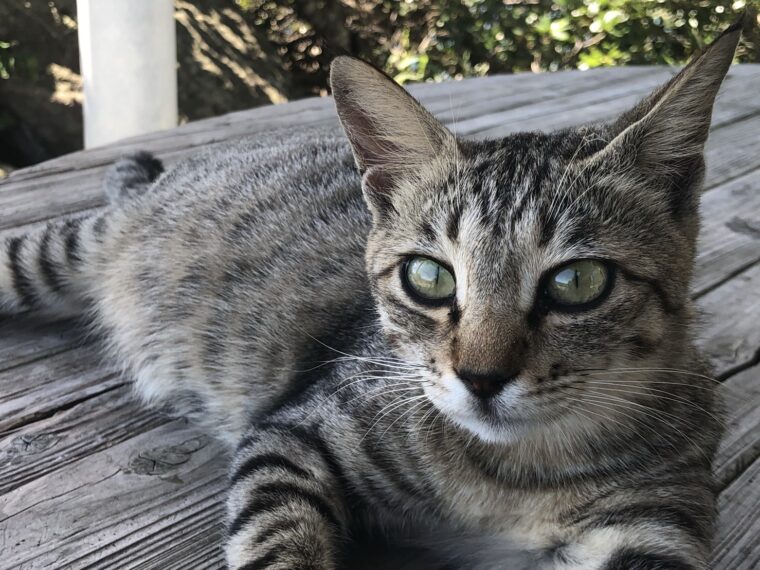 今年の夏は、チャットレディをはじめては！！