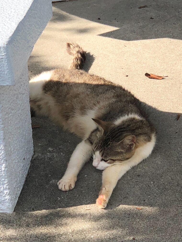 【チャットレディ】というお仕事！！