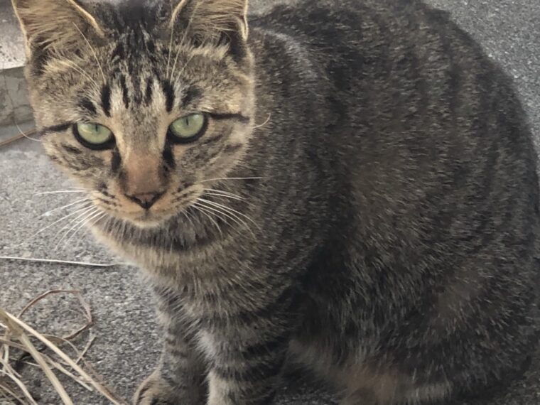 チャットレディ面接の流れ