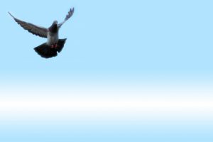 自由だーーー！！！