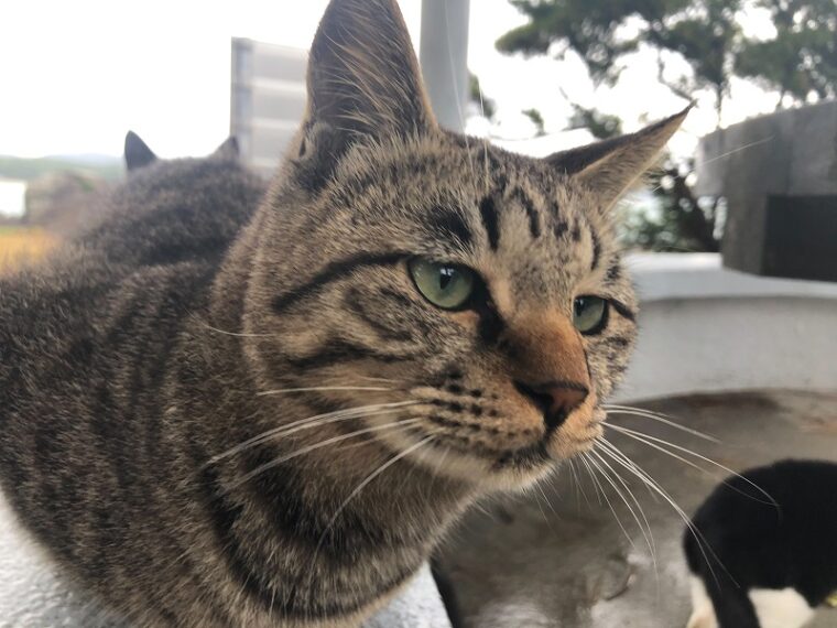 チャットデビューするならば、今がチャンス・・！！！！