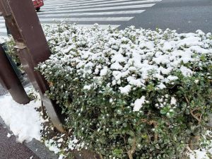 ゆきやこんこん