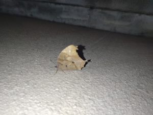 【閲覧注意】コノハチョウ？【虫の写真】