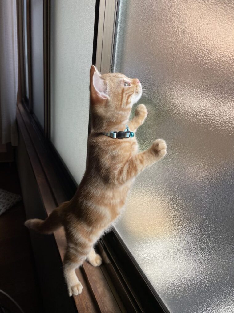 まるで猫のように