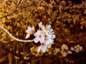 新人さん沢山来てくださってます🌸