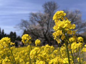 ゴールデンウイークにまた…