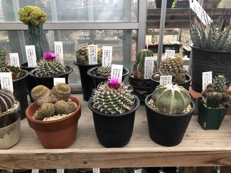 新人さん応援企画！！