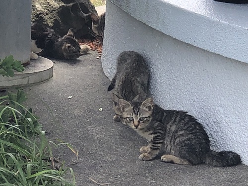 夏休み前　募集お待ちしております。