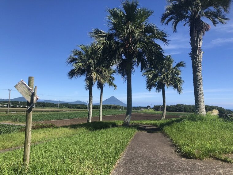 夏の新人さん応援企画