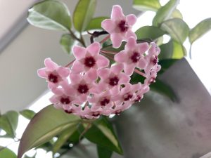 アリス札幌店の癒し🥰