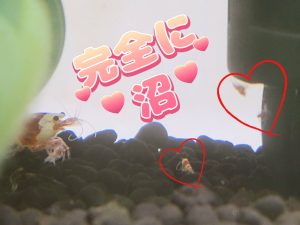 GW直前ですね＼(^o^)／