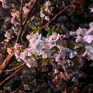 花より団子と言いたいところですが！！そんな事ない！！