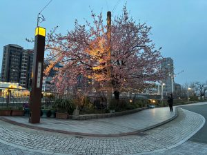 もうすぐ春ですね🌸