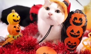 新宿店限定ハロウィンキャンペーン🎃