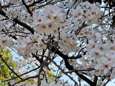 もうすぐ4月ですね🌸 画像1