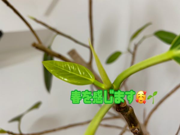 🌷春休みはチャットレディで決まり！🌷 画像1