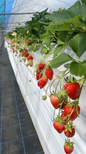 春の楽しみ🍓 画像1