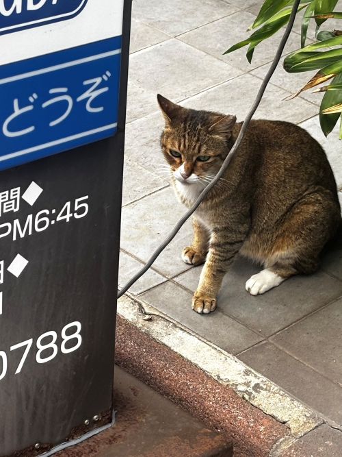 買い出しに出かけたら…